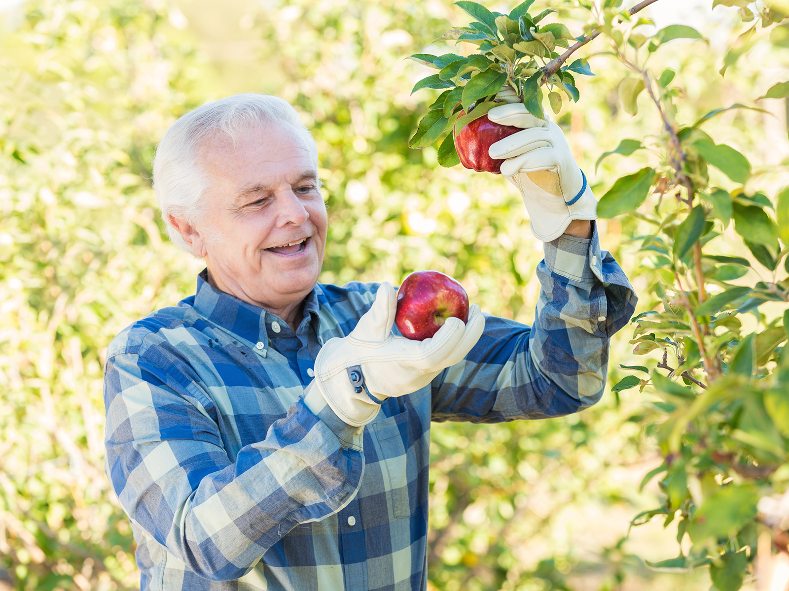 Senior man picking apples from a tree.